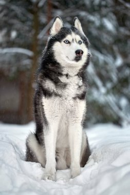 Sibirya Husky köpeği, kar ormanında tatlı bir kurt.