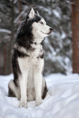 Sibirya Husky köpeği, kar ormanında tatlı bir kurt.