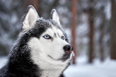 Mavi gözlü muhteşem Sibirya köpeğinin portresi. Kış ormanındaki güçlü köpek karın üzerinde uzanıyor. Yakın çekim..