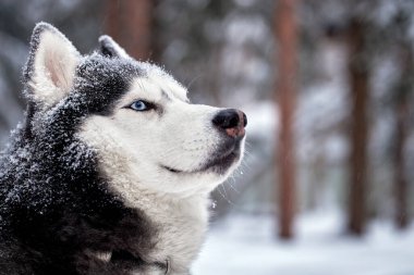 Mavi gözlü muhteşem Sibirya köpeğinin portresi. Kış ormanındaki güçlü köpek karın üzerinde uzanıyor. Yakın çekim..