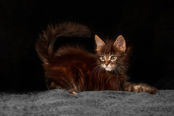 Gatito Maine Coon Está Jugando — Foto de Stock