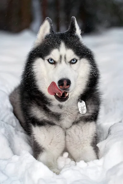 Syberyjski Husky Pies Leży Śniegu Liże Nos — Zdjęcie stockowe