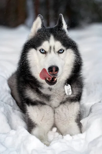 Chien Husky Sibérien Couché Sur Neige Lèche Nez — Photo