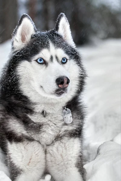 Siberian Husky Cão Lobo Bonito Floresta Inverno Neve Close — Fotografia de Stock