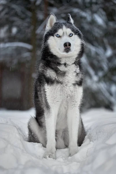 Perro Husky Siberiano Lindo Lobo Bosque Invierno Nieve — Foto de Stock