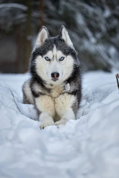 Sibiriska Husky Hund Varg Snö Skog Vinter Bakgrund Vinterskog — Stockfoto