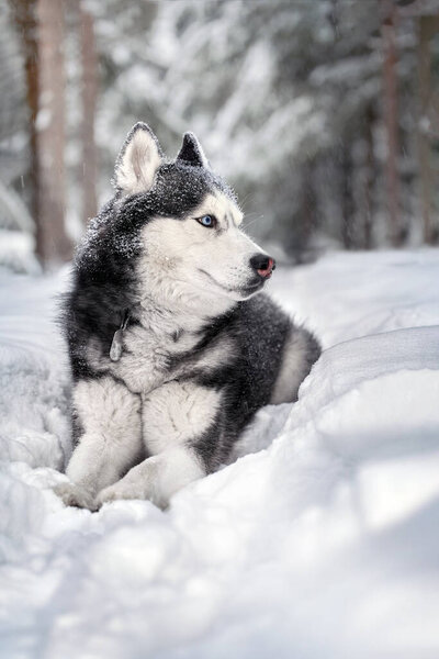 Portrait magnificent Siberian husky dog with blue eyes. Husky dog in winter forest lies on the snow