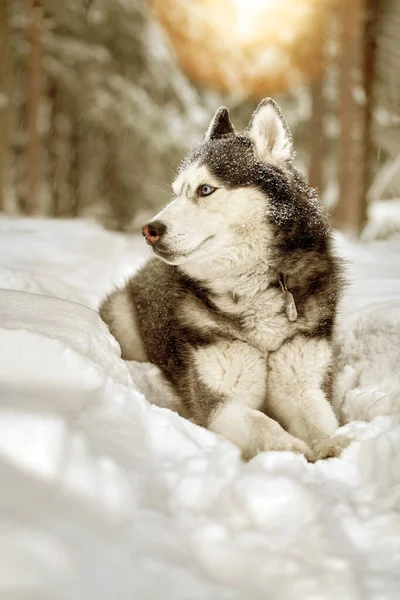 Mavi Gözlü Muhteşem Sibirya Köpeğinin Portresi Kış Ormanındaki Güçlü Köpek — Stok fotoğraf