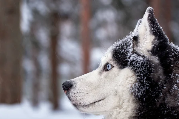 Retrato Cão Husky Siberiano Magnífico Com Olhos Azuis Vista Lateral — Fotografia de Stock
