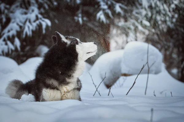 Syberyjski Husky Patrzy Śnieg Spadający Góry Husky Pies Zimowym Lesie — Zdjęcie stockowe