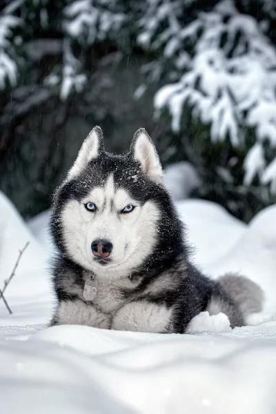 Husky Dog Liggande Snön Sibirisk Husky Med Blå Ögon Vinterskogen — Stockfoto