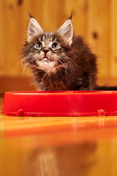 Pisica Lui Maine Coon Stă Lângă Castron Uită Sus Botul — Fotografie, imagine de stoc