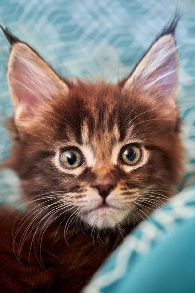 Portret Małego Kotka Rasy Maine Coon Miesiąca Portret Kotka Frędzlami — Zdjęcie stockowe