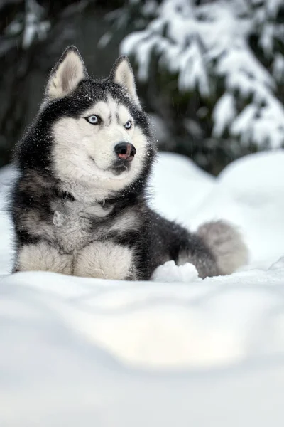 Cane Razza Siberiana Husky Cane Muscoloso Nella Foresta Invernale — Foto Stock