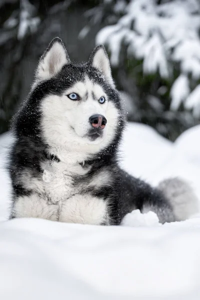 Cão Raça Siberiano Husky Husky Cão Floresta Inverno — Fotografia de Stock