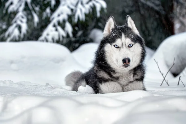 Karda Yatan Iri Kıyım Köpek Kış Ormanlarında Mavi Gözlü Sibirya — Stok fotoğraf