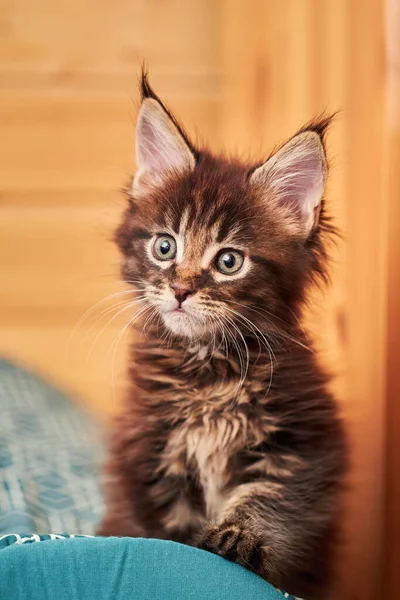 Retrato Pequeño Gatito Maine Coon Con Borlas Las Orejas Primer —  Fotos de Stock