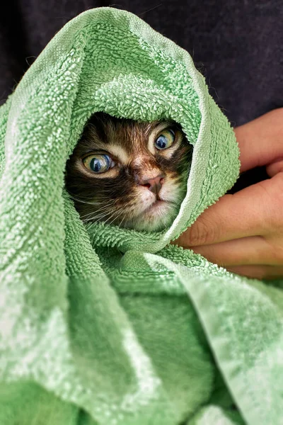 ぬれた子猫は暖かい緑色のタオルで包まれました — ストック写真