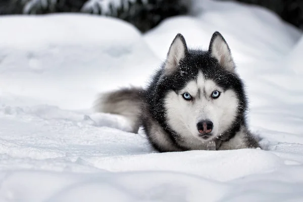 Собака Хаски Лежащая Снегу Сугробе Вид Спереди — стоковое фото