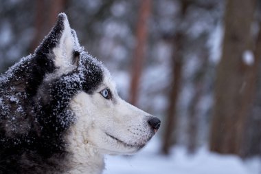 Kış ormanında kar üzerinde Sibirya Husky köpeği. Mavi gözlü, güçlü kurt. Boşluğu kopyala