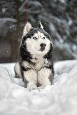 Sibirya Husky köpeği, kış ormanlarında mavi gözlü siyah beyaz bir köpek.