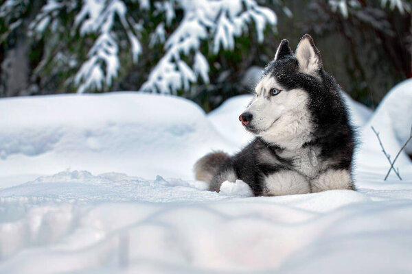 Siberian Husky dog on snow in winter forest. Husky wolf with blue eyes. Copy space