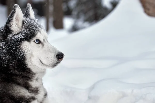 Siberian Husky Hund Auf Schnee Winterwald Husky Wolf Mit Blauen — Stockfoto