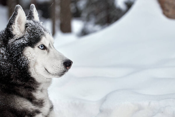 Siberian Husky dog on snow in winter forest. Husky wolf with blue eyes. Copy space
