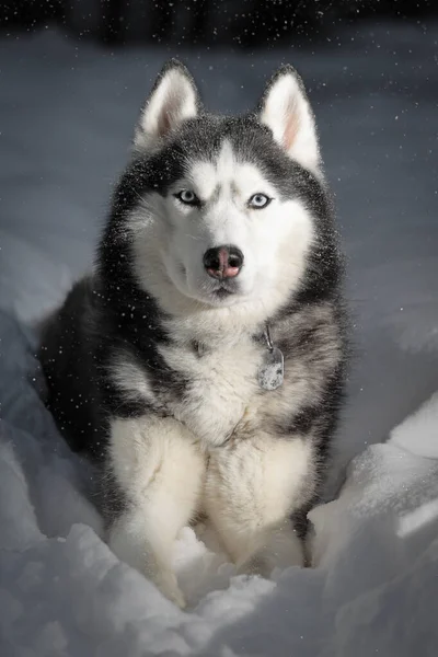 Éjszakai Séta Egy Husky Kutyával Téli Parkban Egy Utcai Lámpa — Stock Fotó