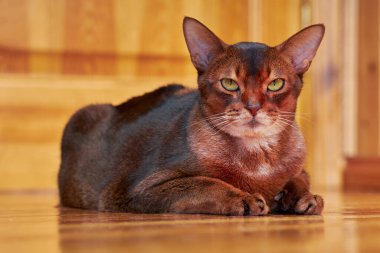 Yakından çekilen şirin Habeş kedisi..