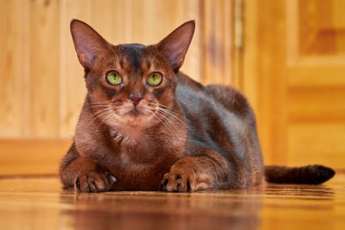 Yakından çekilen şirin Habeş kedisi.