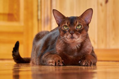 Yakından çekilen şirin Habeş kedisi, kopyalama alanı.