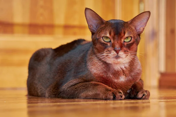 Yakından çekilen şirin Habeş kedisi..