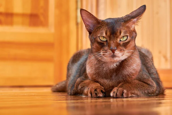 Yakından çekilen şirin Habeş kedisi.
