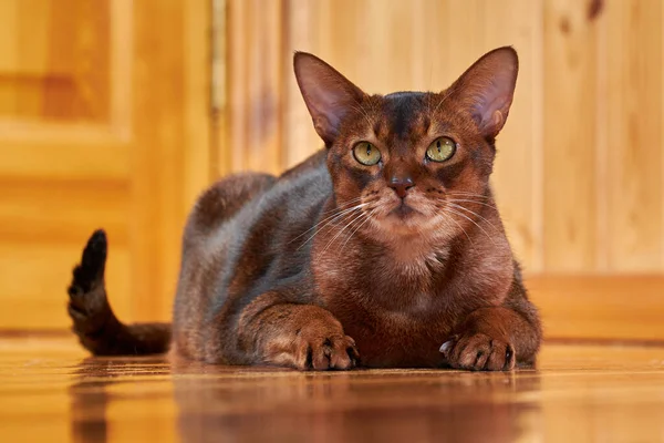 Yakından çekilen şirin Habeş kedisi, kopyalama alanı.
