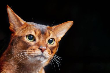 Kızgın Habeş kedisinin yakın plan portresi, kopyalama alanı.