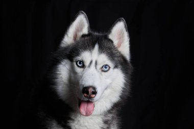 Siyah arka planda Sibirya köpekli suratı