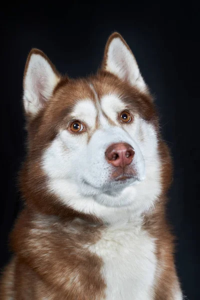 Retrato Vermelho Bonito Siberian Husky Cão Isolado Fundo Preto — Fotografia de Stock