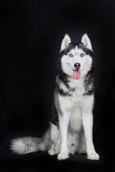 Estudio Retrato Sobre Fondo Negro Sentado Sonriente Perro Husky Siberiano Imagen De Stock