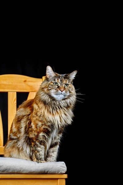 Studio Porträtt Maine Coon Katt Katt Med Lång Mustasch Och — Stockfoto