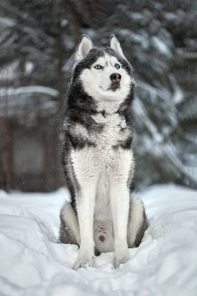 Sibirischer Husky Hund Süßer Wolf Winterwald Auf Schnee — Stockfoto