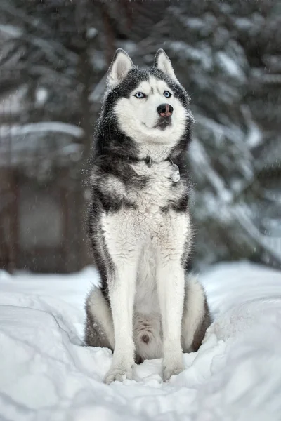 Chien Husky Sibérie Loup Mignon Forêt Hivernale Sur Neige — Photo