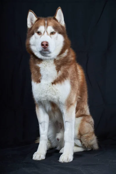 Przebiegły Wygląd Czerwony Syberyjski Husky Dog Studio Portret Husky Pies — Zdjęcie stockowe