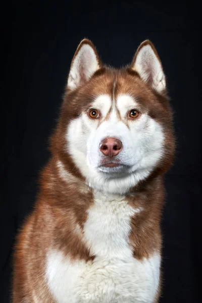 Portret Czerwony Husky Pies Czarnym Tle — Zdjęcie stockowe