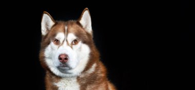 Sibirya Husky Köpeği stüdyoda Kara Arka plan 'da izole edildi. Boşluğu kopyala.