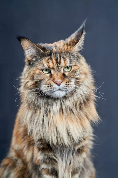 Stüdyo Portresi Maine Rakun Kedi Uzun Bıyıklı Kedi Koyu Arka — Stok fotoğraf