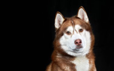 Kırmızı Sibirya Husky Köpeği stüdyoda Kara Arka plan 'da izole edildi. Boşluğu kopyala.