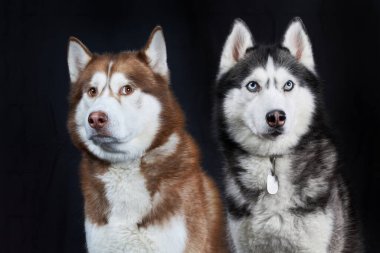 İki Sibirya Husky köpeği, siyah arka planda izole edilmiş..