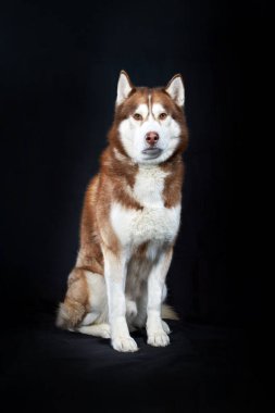 Stüdyo portresi. Siyah arka planda kırmızı köpekli.