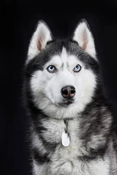 黒の背景に青い目をしたシベリアハスキー犬のクローズアップヘッド フロントビュー — ストック写真